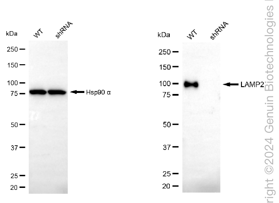 KD-Validated Anti-LAMP2 Rabbit Monoclonal Antibody ABG2336