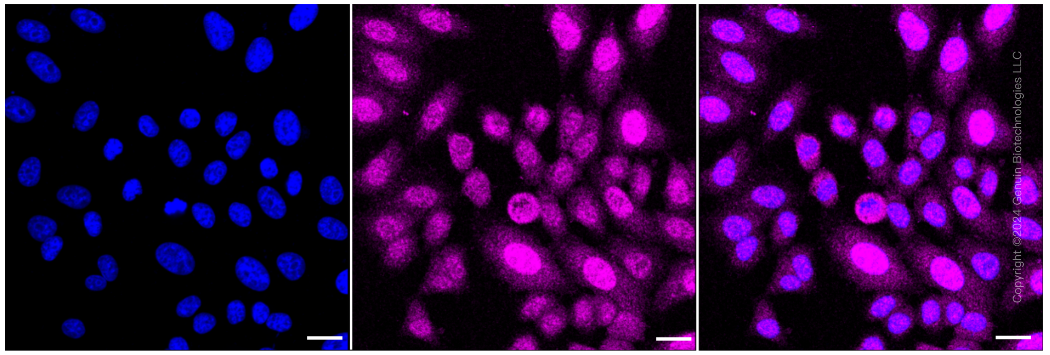 KD-Validated Anti-BubR1 Rabbit Monoclonal Antibody ABG2337