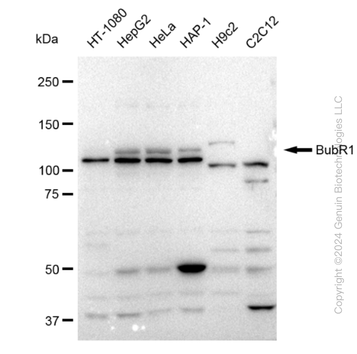 KD-Validated Anti-BubR1 Rabbit Monoclonal Antibody ABG2337