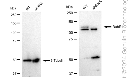 KD-Validated Anti-BubR1 Rabbit Monoclonal Antibody ABG2337
