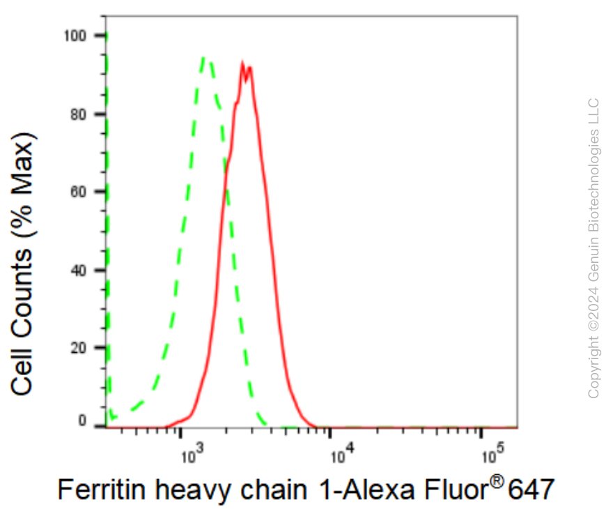 KD-Validated Anti-Ferritin heavy chain 1 Rabbit Monoclonal Antibody ABG2339