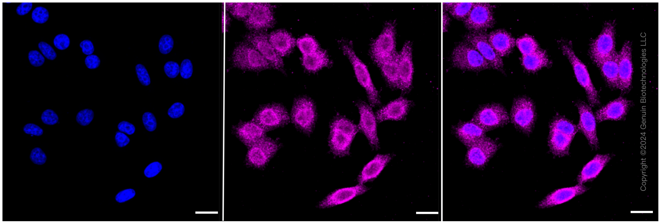 KD-Validated Anti-Ferritin heavy chain 1 Rabbit Monoclonal Antibody ABG2339