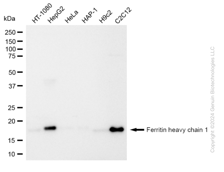 KD-Validated Anti-Ferritin heavy chain 1 Rabbit Monoclonal Antibody ABG2339