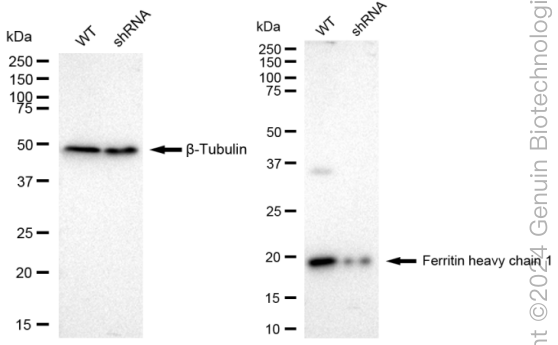 KD-Validated Anti-Ferritin heavy chain 1 Rabbit Monoclonal Antibody ABG2339