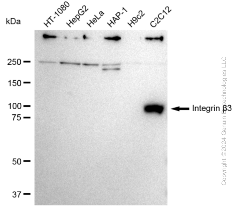 KD-Validated Anti-Integrin beta 3 Rabbit Monoclonal Antibody ABG2340