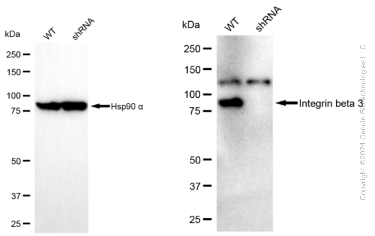 KD-Validated Anti-Integrin beta 3 Rabbit Monoclonal Antibody ABG2340