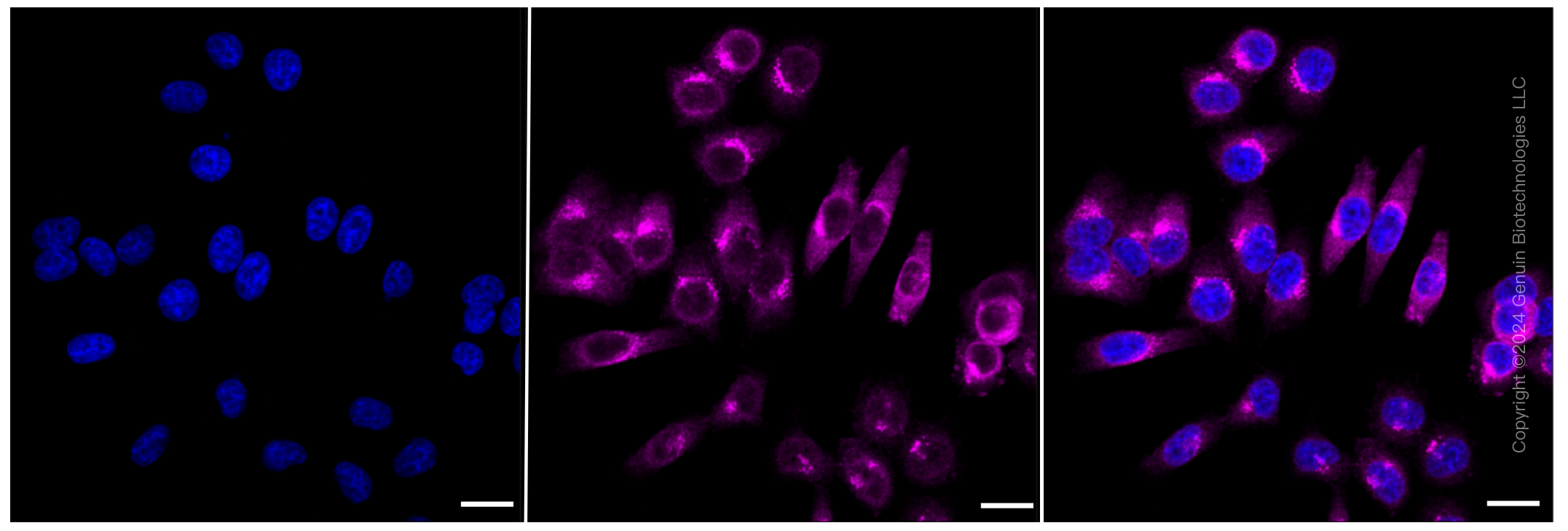 KD-Validated Anti-Phospho-GSK3 beta (Ser9) Rabbit Monoclonal Antibody ABG2341