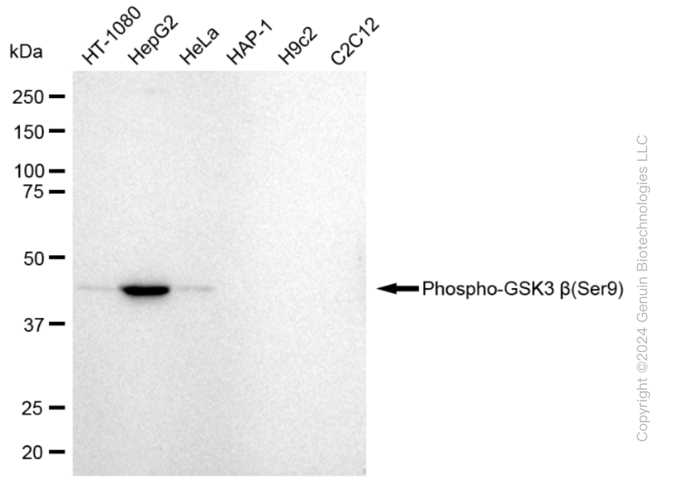 KD-Validated Anti-Phospho-GSK3 beta (Ser9) Rabbit Monoclonal Antibody ABG2341