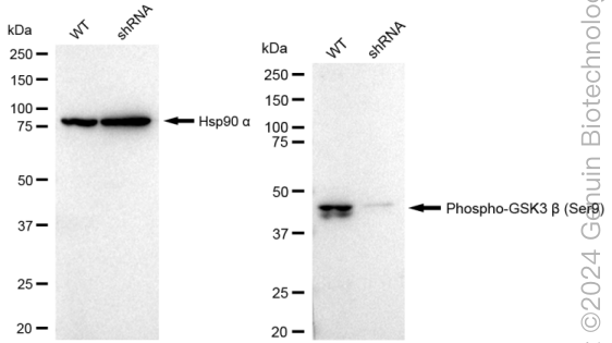 KD-Validated Anti-Phospho-GSK3 beta (Ser9) Rabbit Monoclonal Antibody ABG2341