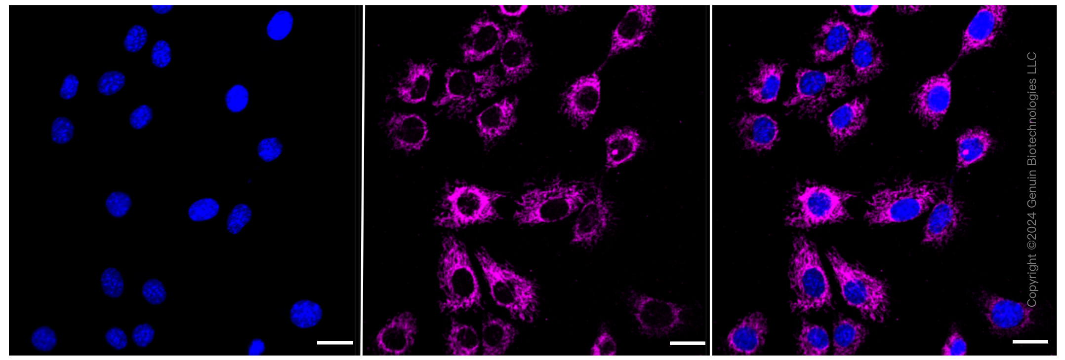KD-Validated Anti-Acyl-CoA dehydrogenase short chain Rabbit Monoclonal Antibody ABG2342