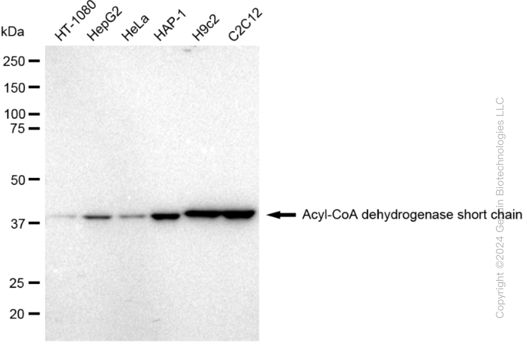 KD-Validated Anti-Acyl-CoA dehydrogenase short chain Rabbit Monoclonal Antibody ABG2342