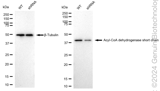 KD-Validated Anti-Acyl-CoA dehydrogenase short chain Rabbit Monoclonal Antibody ABG2342