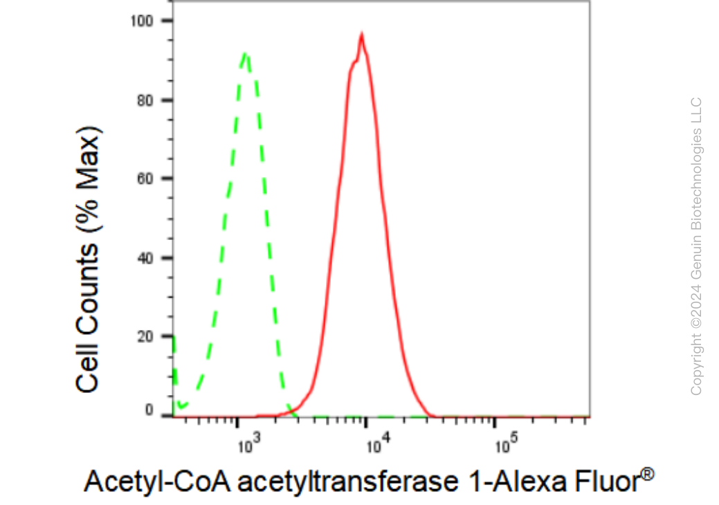KD-Validated Anti-Acetyl-CoA acetyltransferase 1 Rabbit Monoclonal Antibody ABG2343