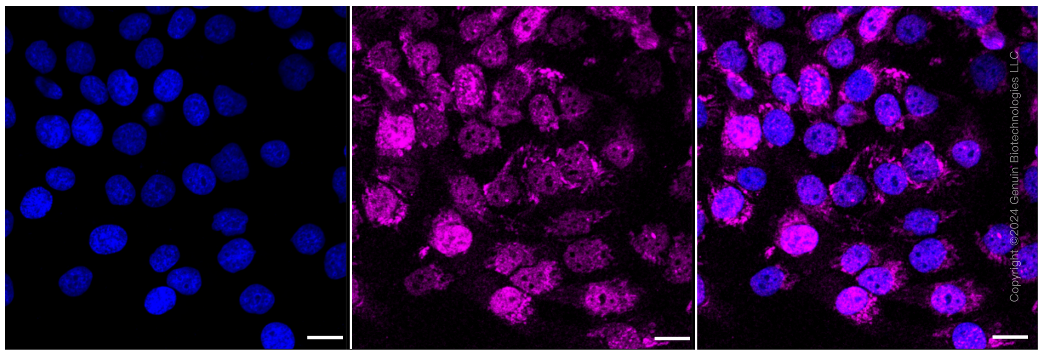 KD-Validated Anti-Acetyl-CoA acetyltransferase 1 Rabbit Monoclonal Antibody ABG2343