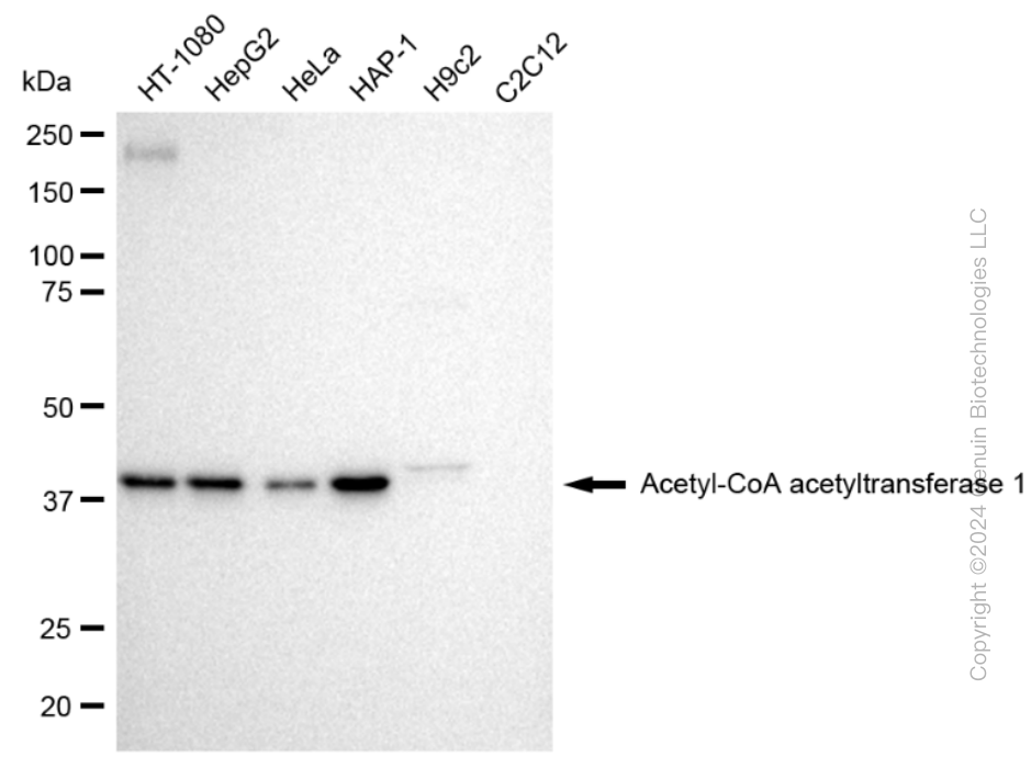 KD-Validated Anti-Acetyl-CoA acetyltransferase 1 Rabbit Monoclonal Antibody ABG2343