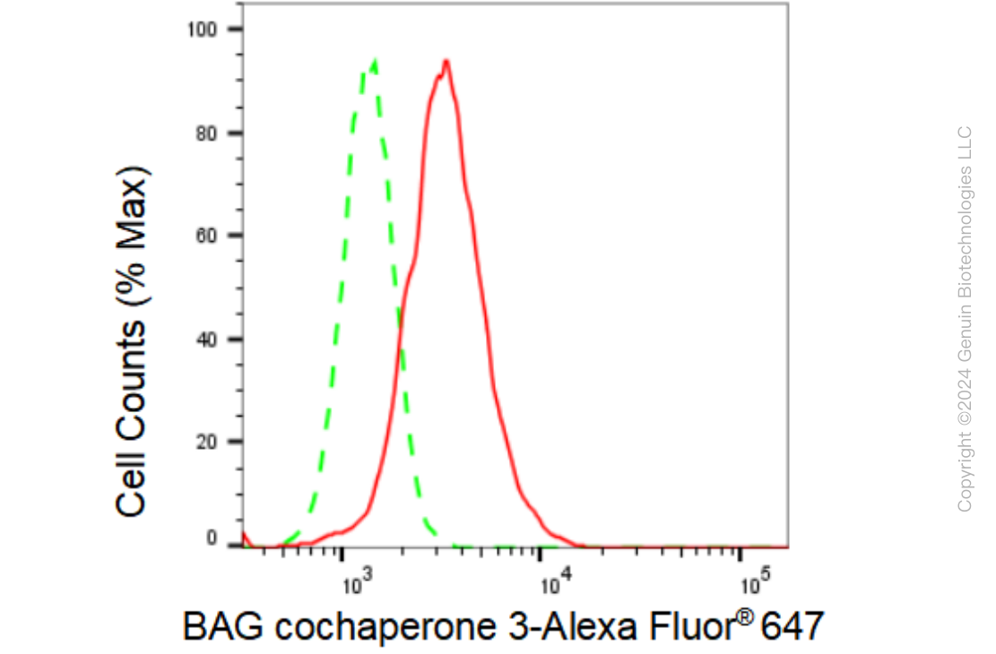 KD-Validated Anti-BAG cochaperone 3 Rabbit Monoclonal Antibody ABG2344