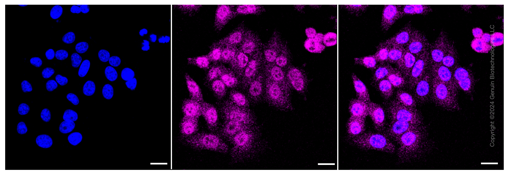 KD-Validated Anti-BAG cochaperone 3 Rabbit Monoclonal Antibody ABG2344