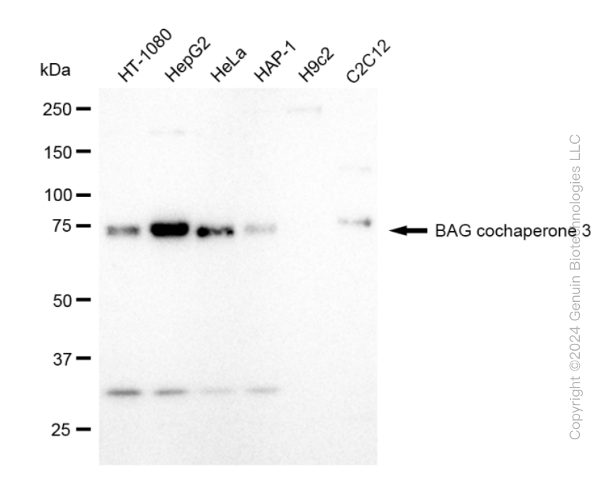 KD-Validated Anti-BAG cochaperone 3 Rabbit Monoclonal Antibody ABG2344