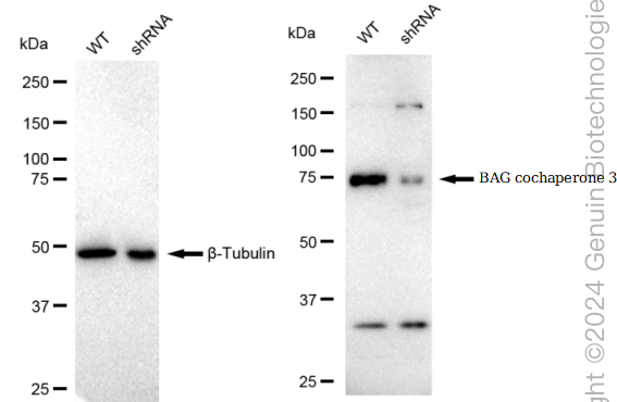KD-Validated Anti-BAG cochaperone 3 Rabbit Monoclonal Antibody ABG2344
