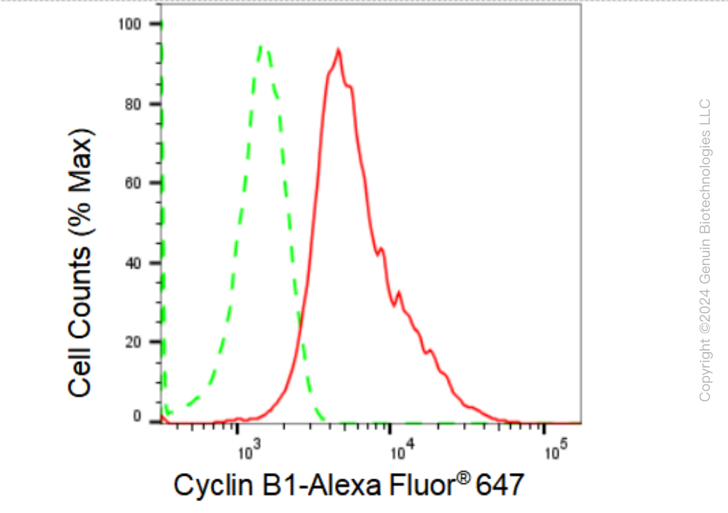 KD-Validated Anti-Cyclin B1 Rabbit Monoclonal Antibody ABG2345