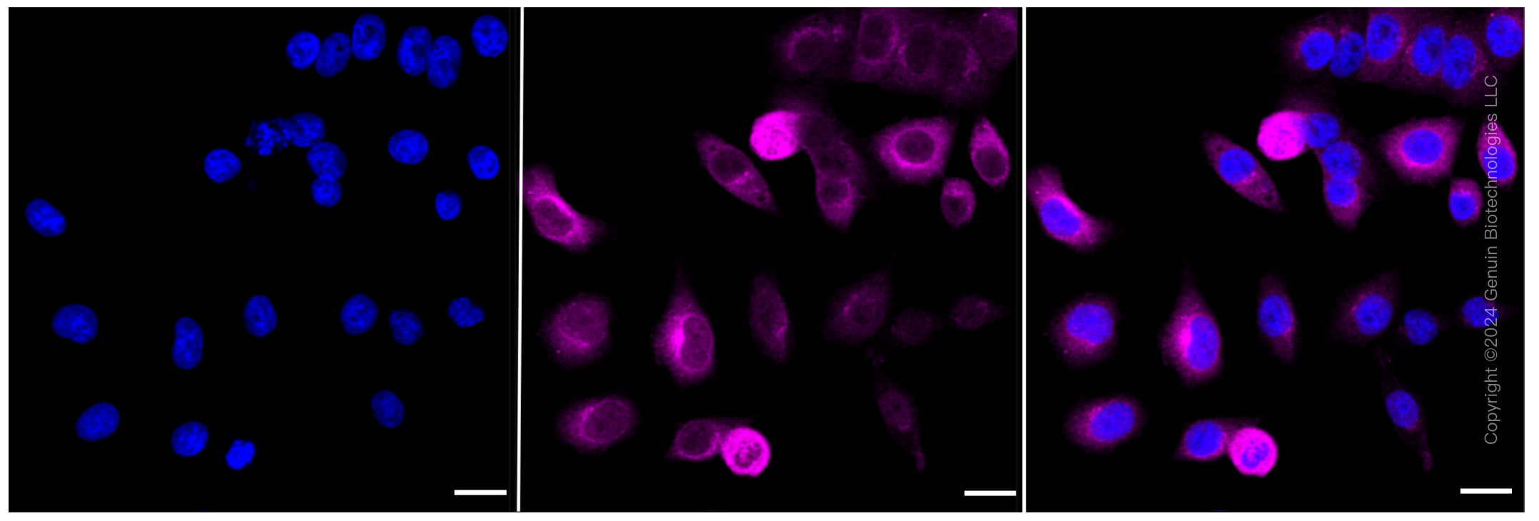KD-Validated Anti-Cyclin B1 Rabbit Monoclonal Antibody ABG2345