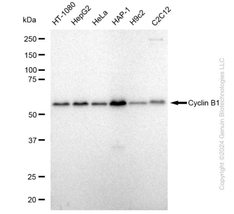 KD-Validated Anti-Cyclin B1 Rabbit Monoclonal Antibody ABG2345