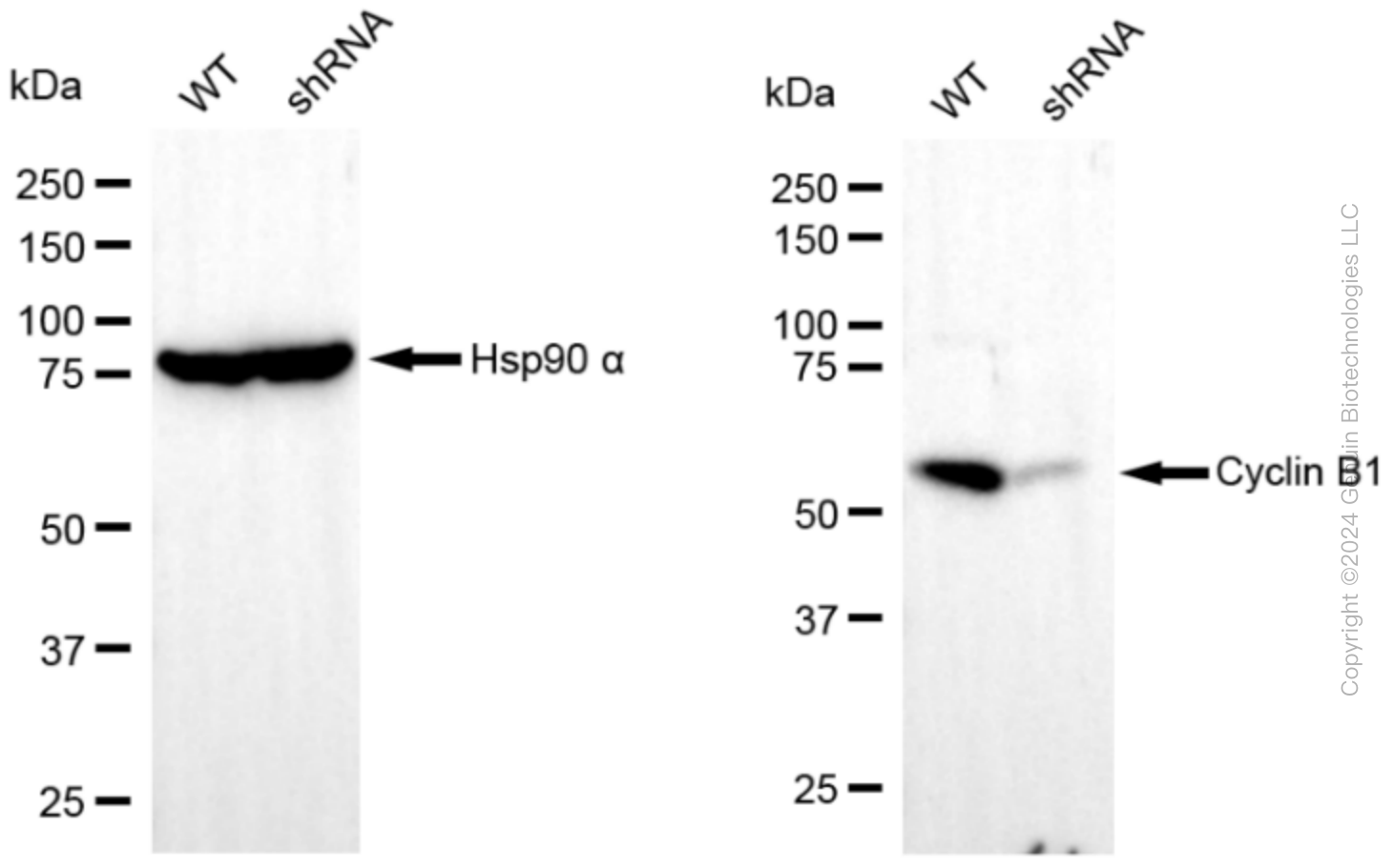 KD-Validated Anti-Cyclin B1 Rabbit Monoclonal Antibody ABG2345