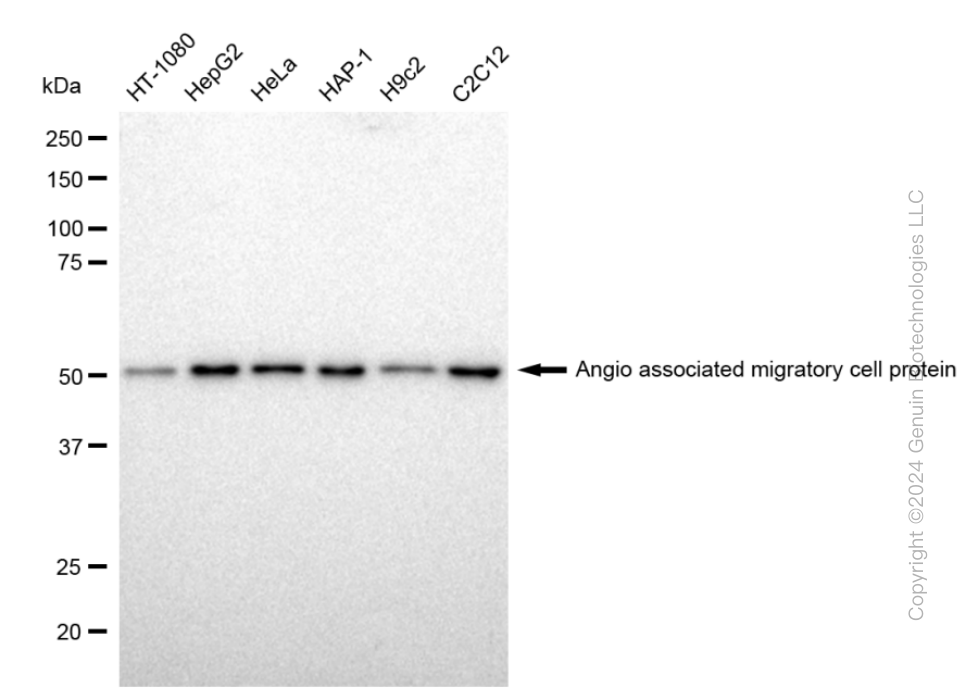 KD-Validated Anti-Angio associated migratory cell protein Rabbit Monoclonal Antibody ABG2346