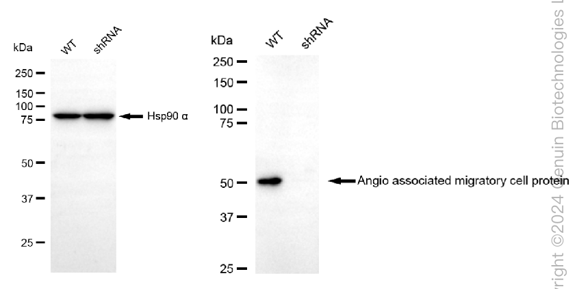 KD-Validated Anti-Angio associated migratory cell protein Rabbit Monoclonal Antibody ABG2346