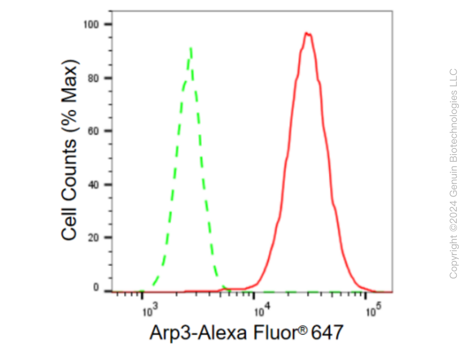 KD-Validated Anti-Arp3 Rabbit Monoclonal Antibody ABG2347