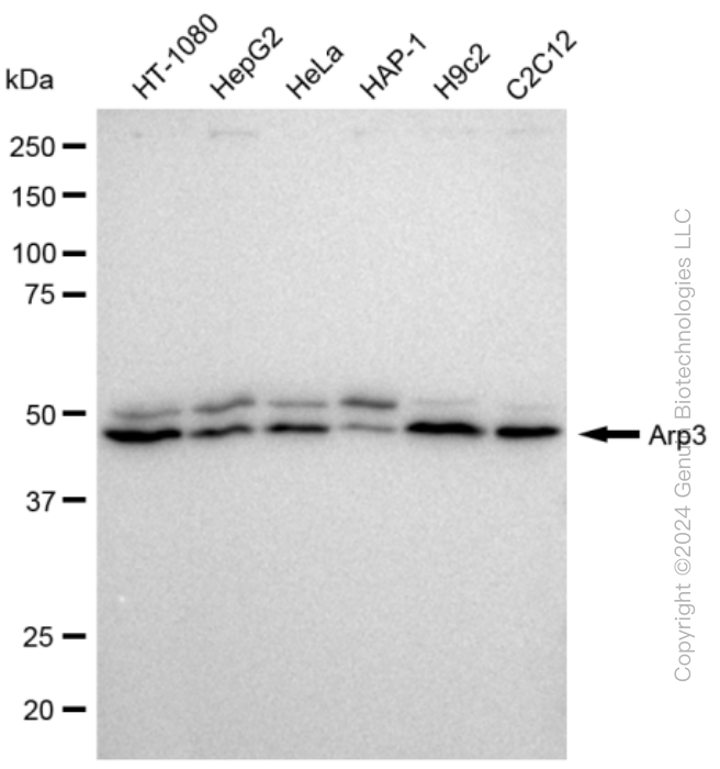 KD-Validated Anti-Arp3 Rabbit Monoclonal Antibody ABG2347