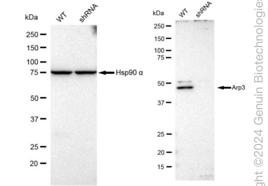 KD-Validated Anti-Arp3 Rabbit Monoclonal Antibody ABG2347