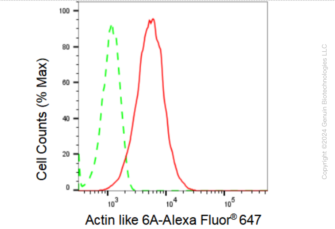 KD-Validated Anti-Actin like 6A Rabbit Monoclonal Antibody ABG2348