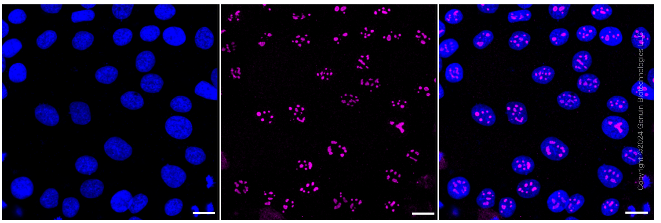 KD-Validated Anti-Actin like 6A Rabbit Monoclonal Antibody ABG2348