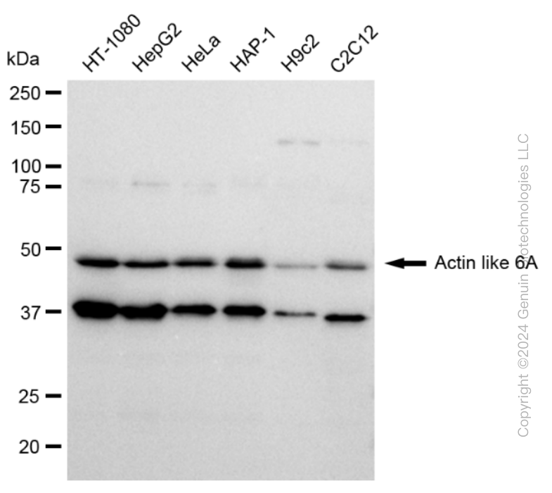 KD-Validated Anti-Actin like 6A Rabbit Monoclonal Antibody ABG2348