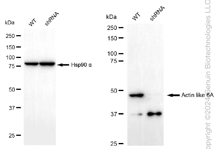 KD-Validated Anti-Actin like 6A Rabbit Monoclonal Antibody ABG2348