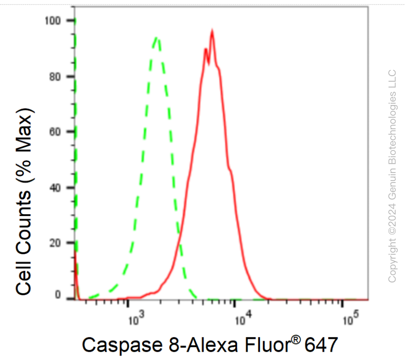 KD-Validated Anti-Caspase 8 Rabbit Monoclonal Antibody ABG2349
