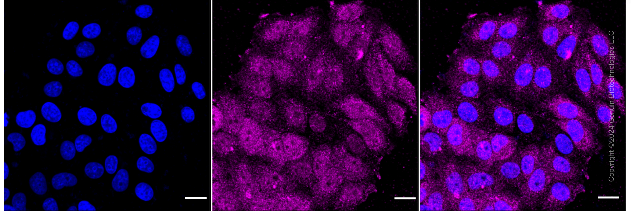 KD-Validated Anti-Caspase 8 Rabbit Monoclonal Antibody ABG2349