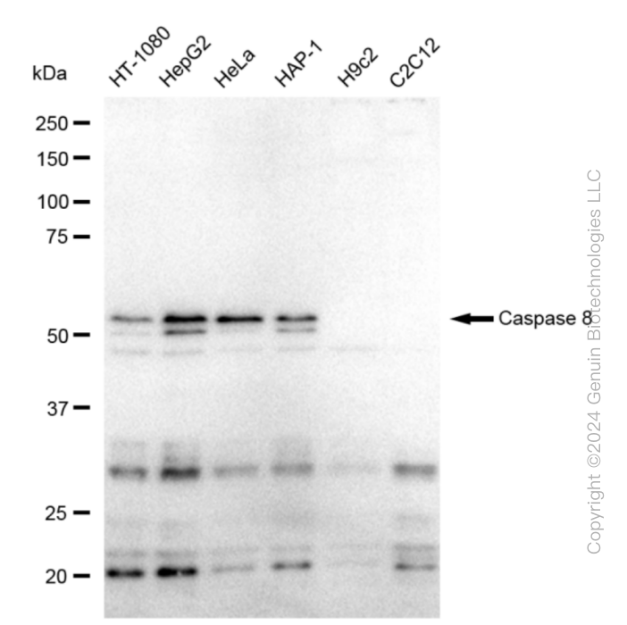 KD-Validated Anti-Caspase 8 Rabbit Monoclonal Antibody ABG2349