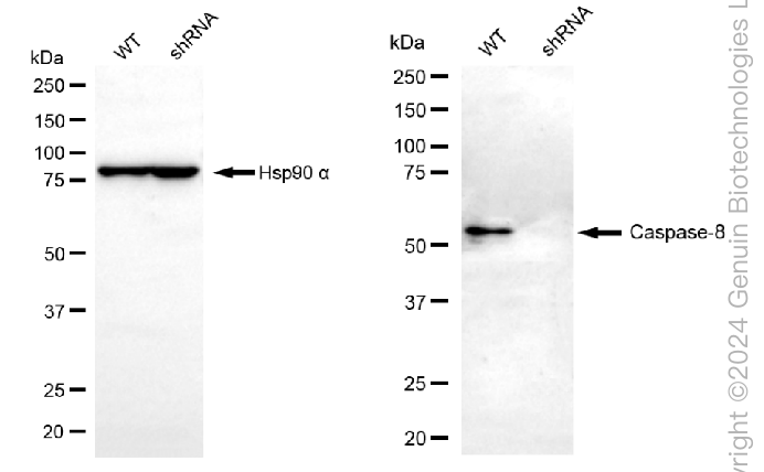 KD-Validated Anti-Caspase 8 Rabbit Monoclonal Antibody ABG2349