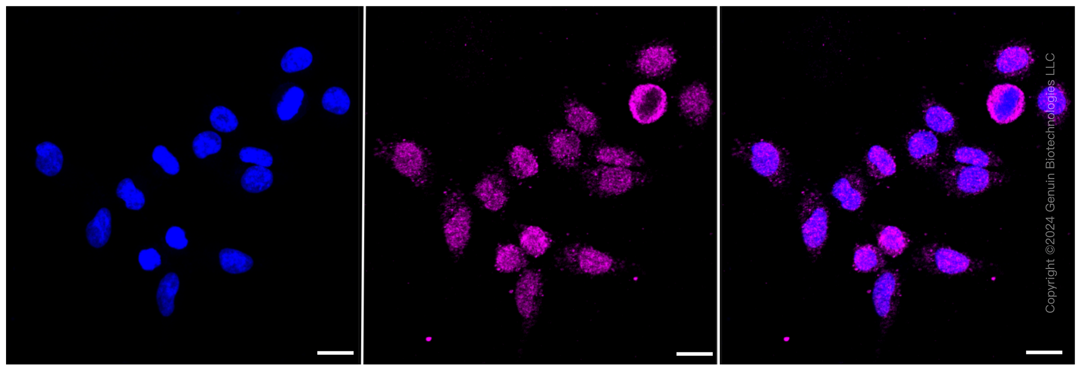 KD-Validated Anti-DAXX Rabbit Monoclonal Antibody ABG2351