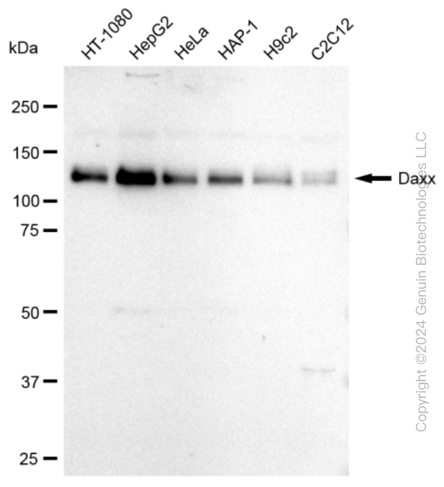 KD-Validated Anti-DAXX Rabbit Monoclonal Antibody ABG2351