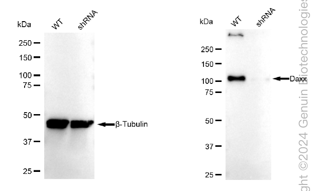 KD-Validated Anti-DAXX Rabbit Monoclonal Antibody ABG2351