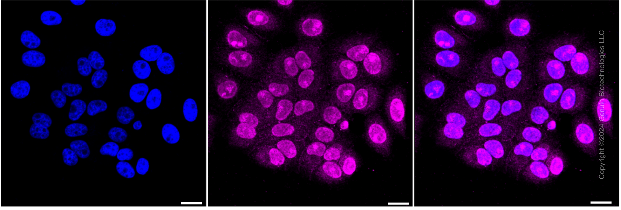 KD-Validated Anti-Carbonic anhydrase 9 Rabbit Monoclonal Antibody ABG2352