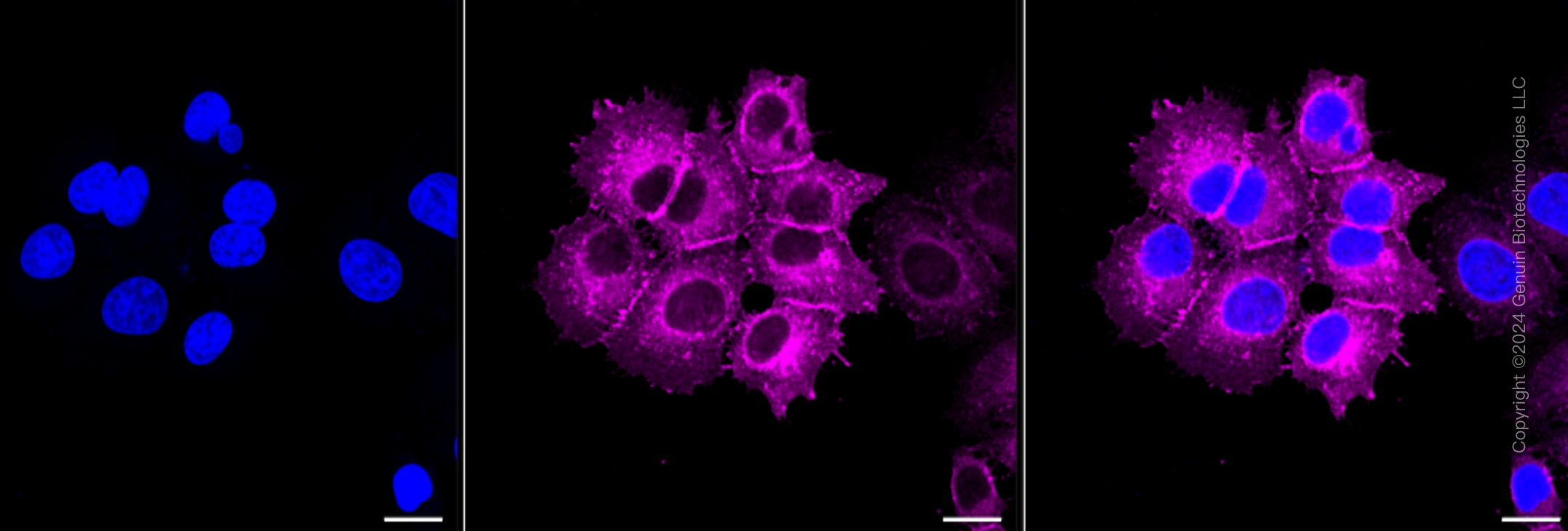 KD-Validated Anti-EGFR Rabbit Monoclonal Antibody ABG2353