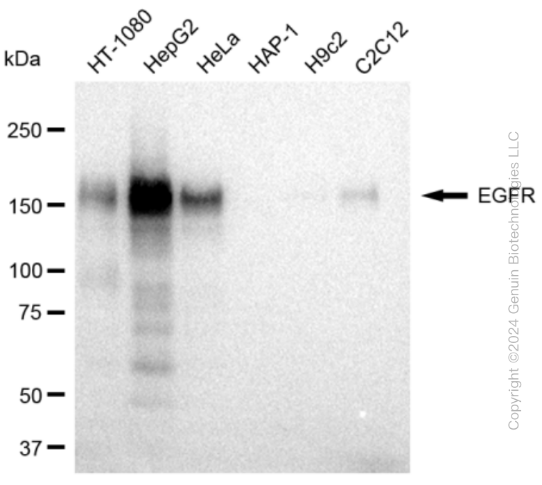 KD-Validated Anti-EGFR Rabbit Monoclonal Antibody ABG2353