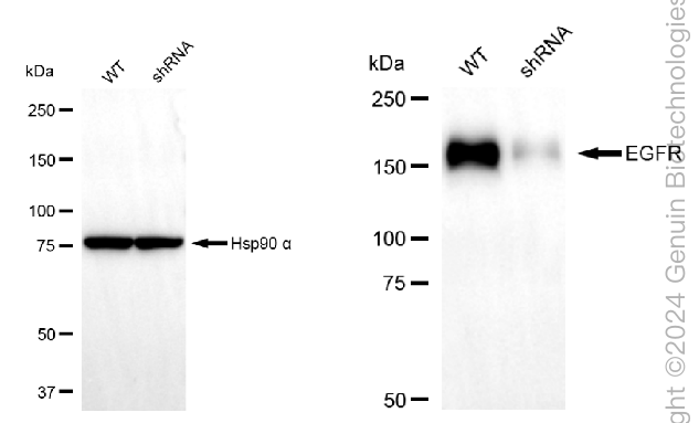 KD-Validated Anti-EGFR Rabbit Monoclonal Antibody ABG2353