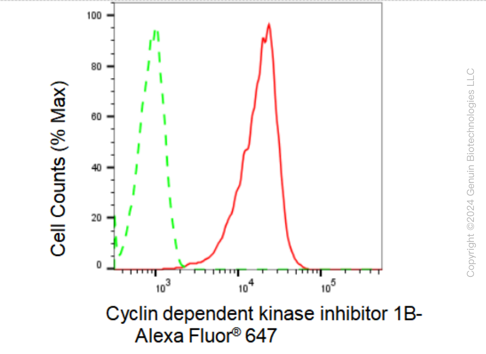 KD-Validated Anti-Cyclin dependent kinase inhibitor 1B Rabbit Monoclonal Antibody ABG2355