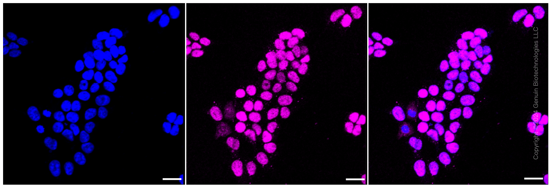 KD-Validated Anti-Cyclin dependent kinase inhibitor 1B Rabbit Monoclonal Antibody ABG2355