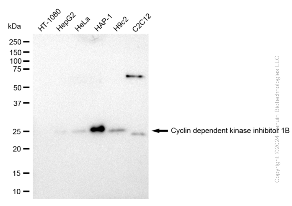 KD-Validated Anti-Cyclin dependent kinase inhibitor 1B Rabbit Monoclonal Antibody ABG2355